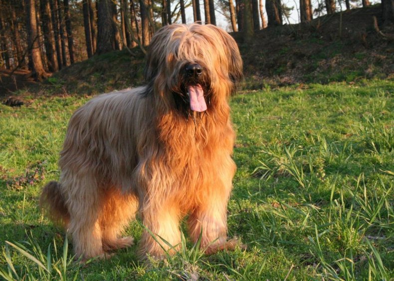#59. Briard