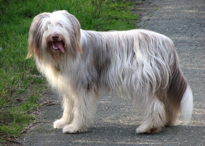 #58. Bearded collie