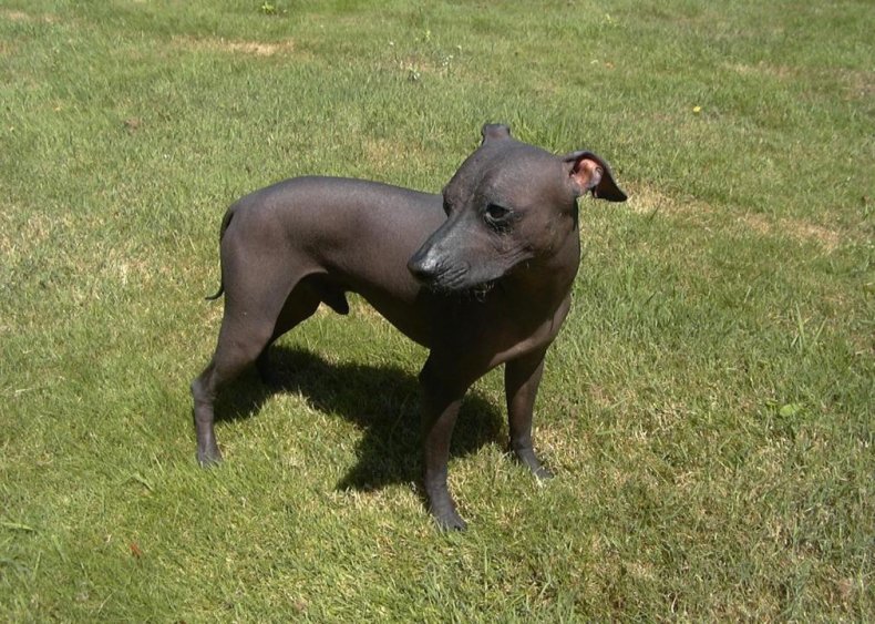 #57. Xoloitzcuintli