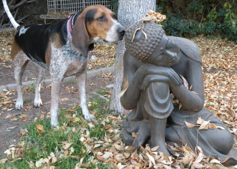 #56. Bluetick coonhound