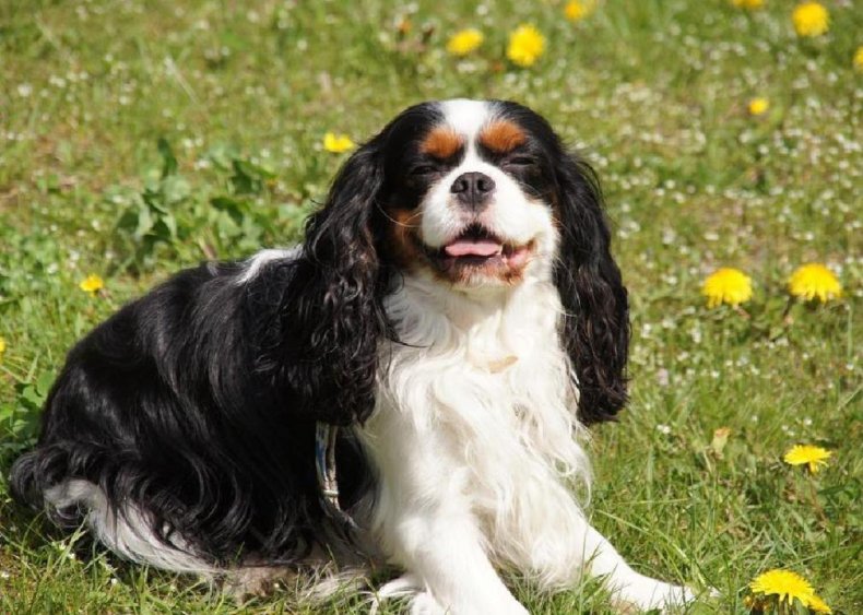 #55. English toy spaniel