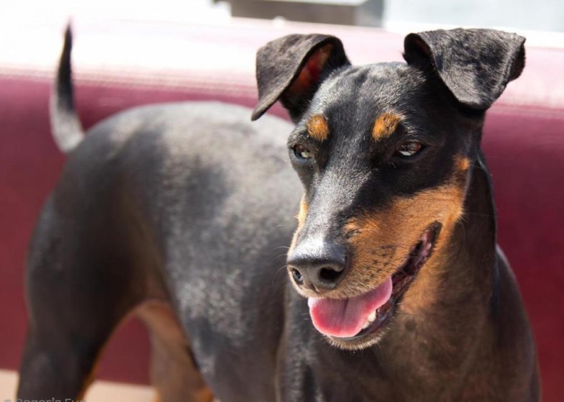 #54. Manchester terrier
