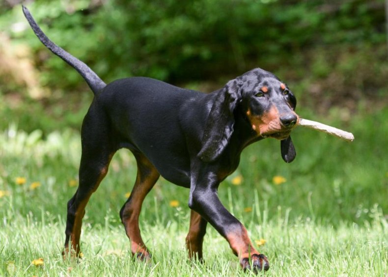 #53. Black and tan coonhound