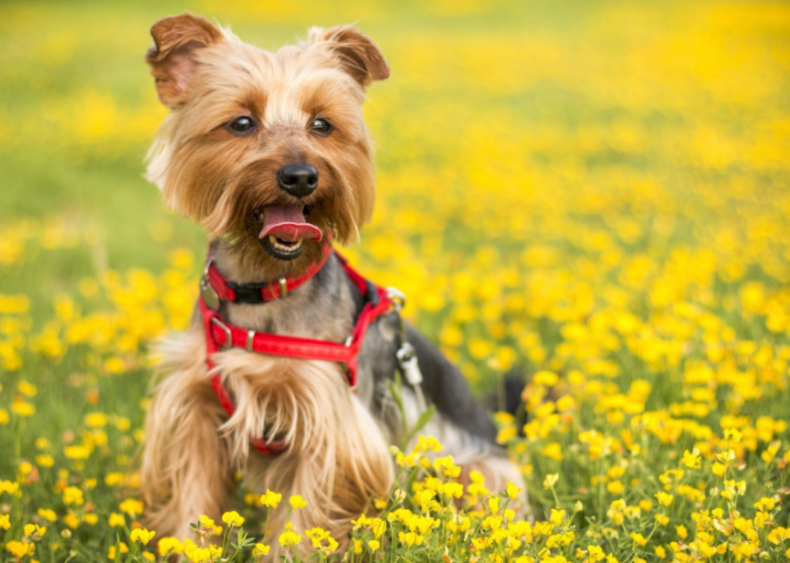 #52. Australian terrier