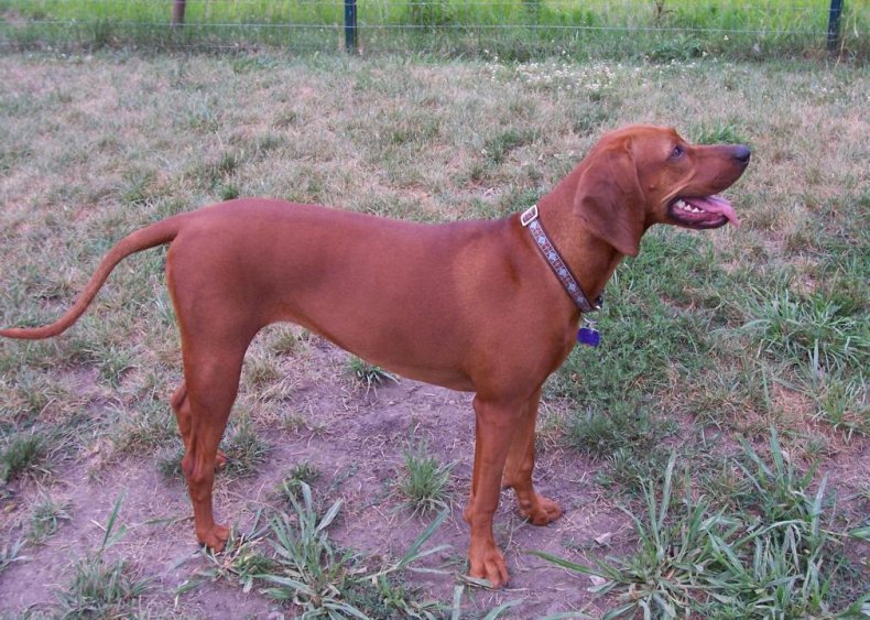 #51. Redbone coonhound
