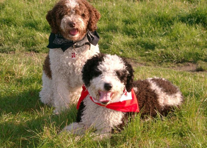 #50. Spanish water dog