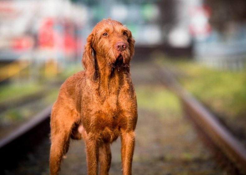#49. Wirehaired vizsla