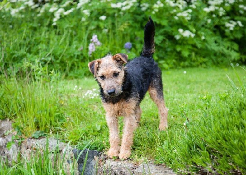#46. Lakeland terrier