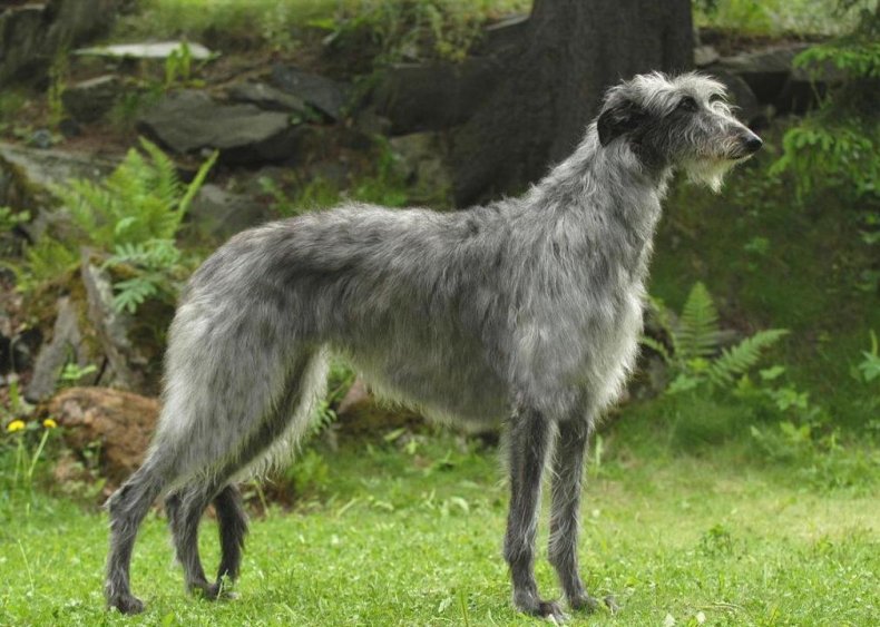 #45. Scottish deerhound