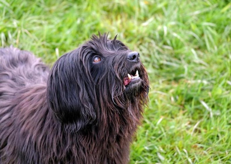 #44. Affenpinscher