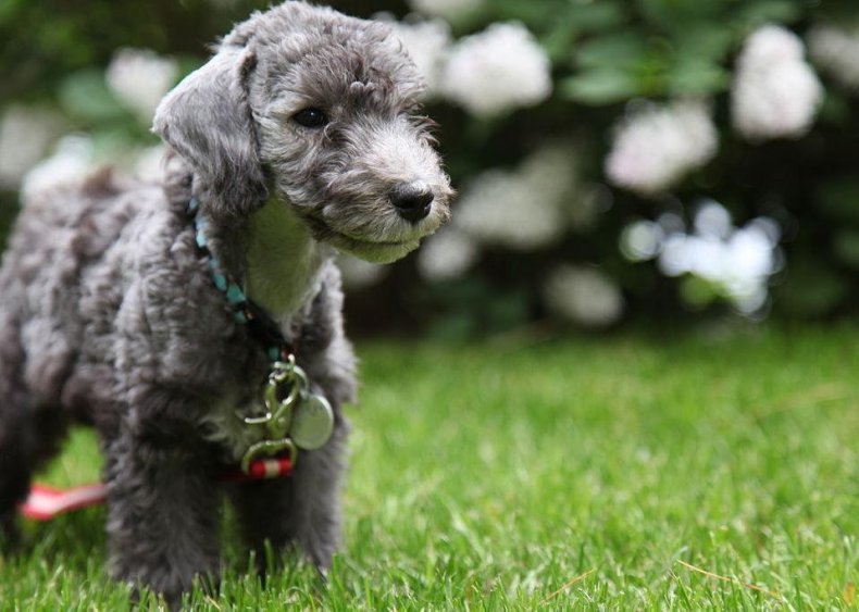 #43. Bedlington terrier