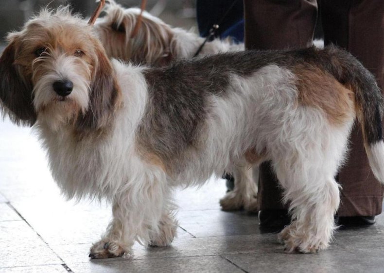 #42. Petit basset griffon vendeen