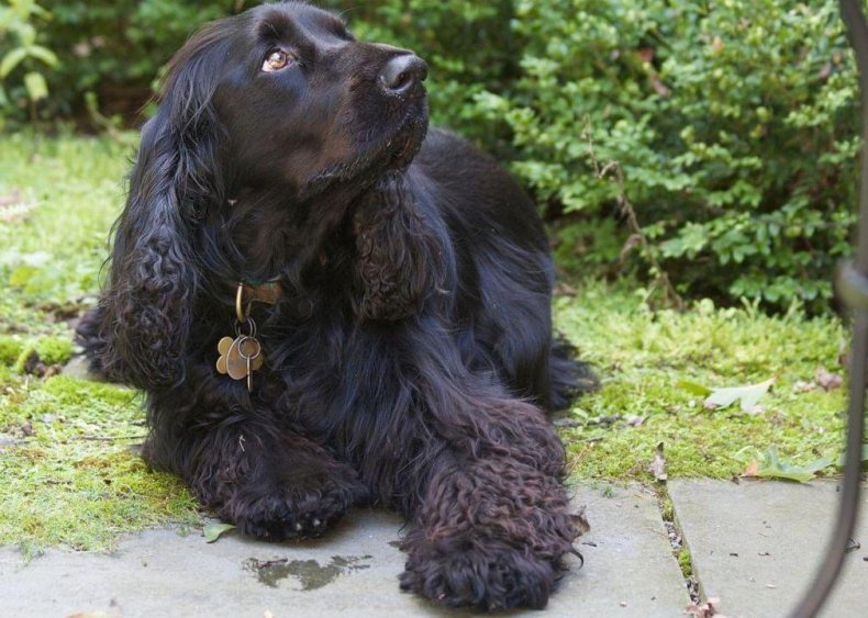 #41. Field spaniel