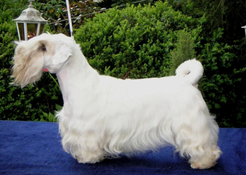 #40. Sealyham terrier
