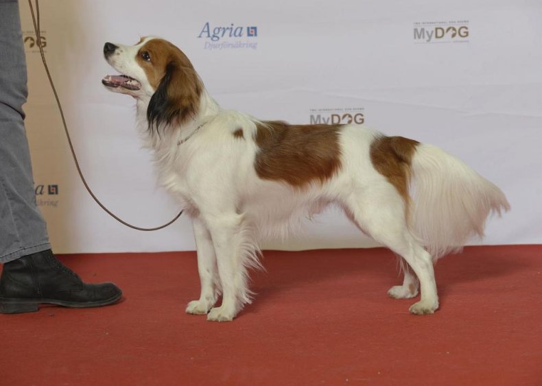 #37. Nederlandse Kooikerhondje