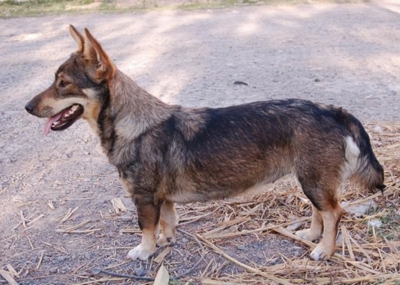 #35. Swedish vallhund