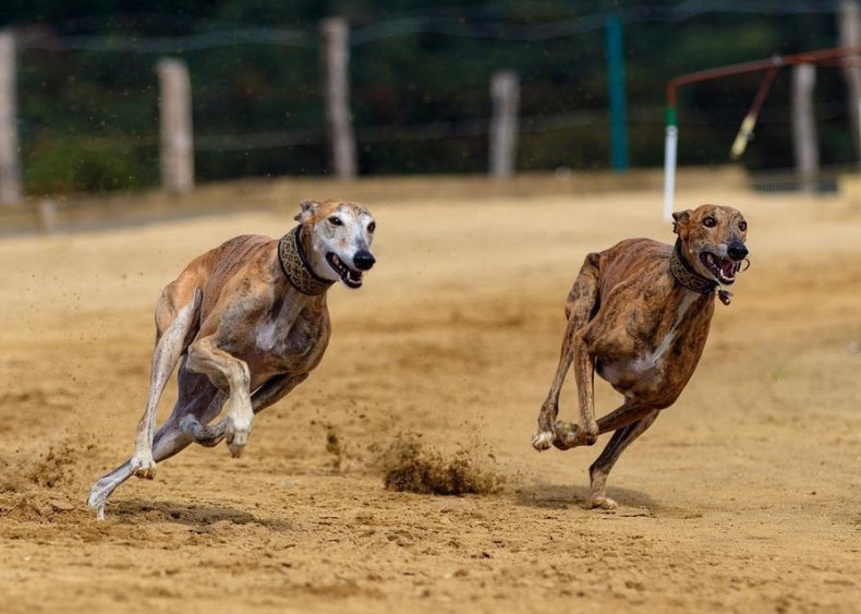 #32. Greyhound