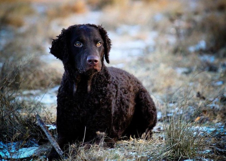 #31. Curly-coated retriever