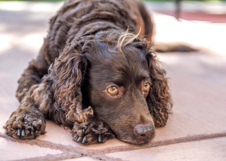 #30. American water spaniel