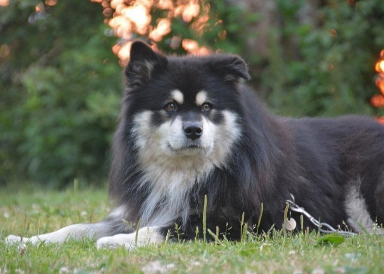 #29. Finnish lapphund