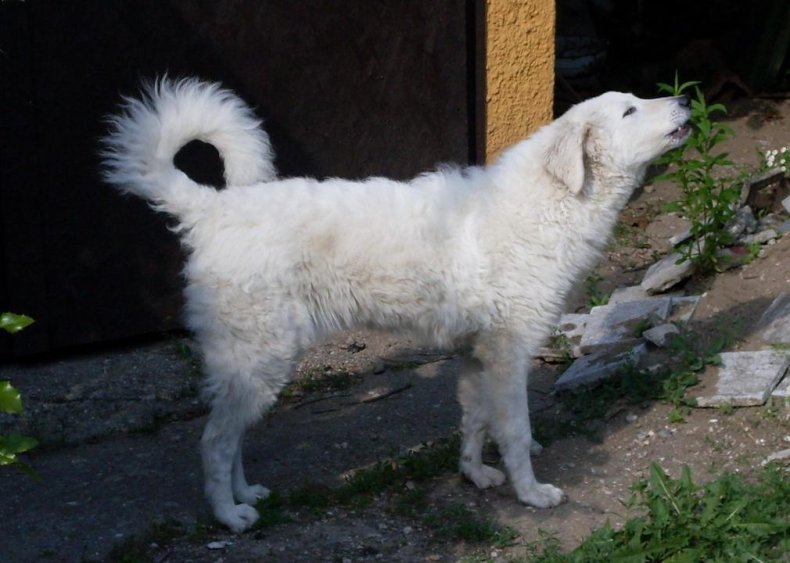 #28. Kuvaszok