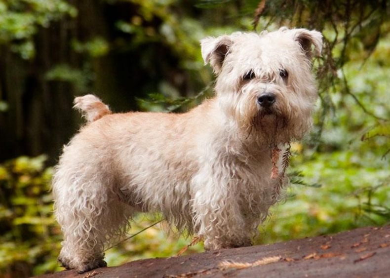 #26. Glen of Imaal terrier
