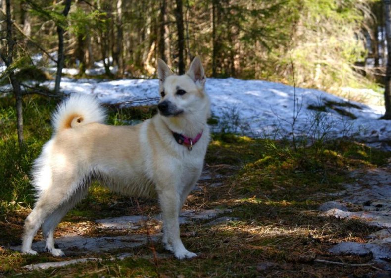 #25. Norwegian buhund