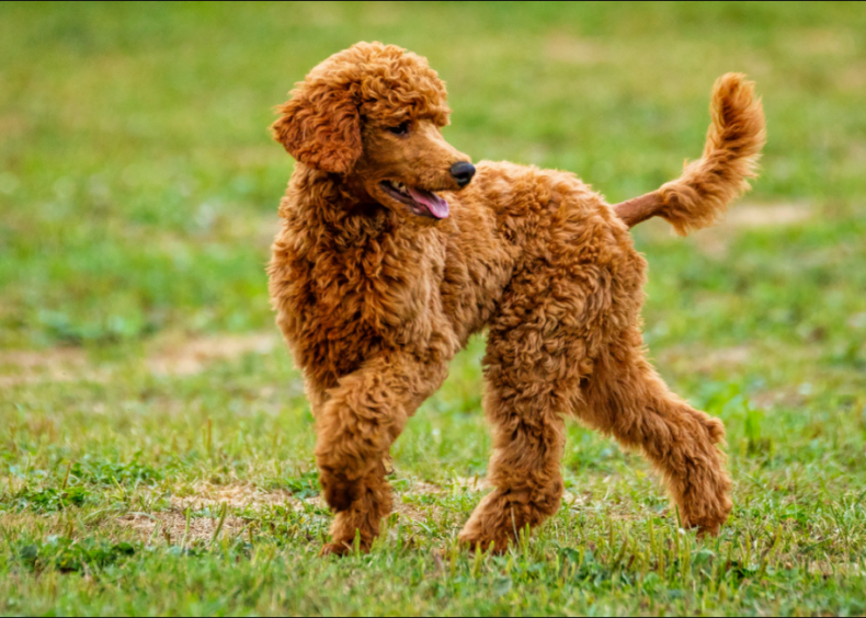 #24. Irish water spaniel