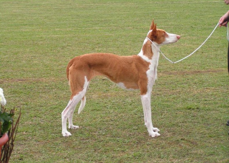 #23. Ibizan hound