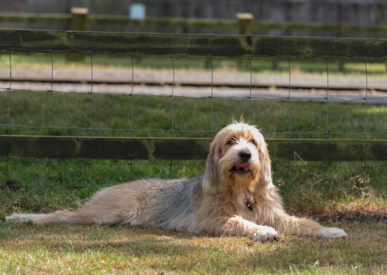 #22. Otterhound