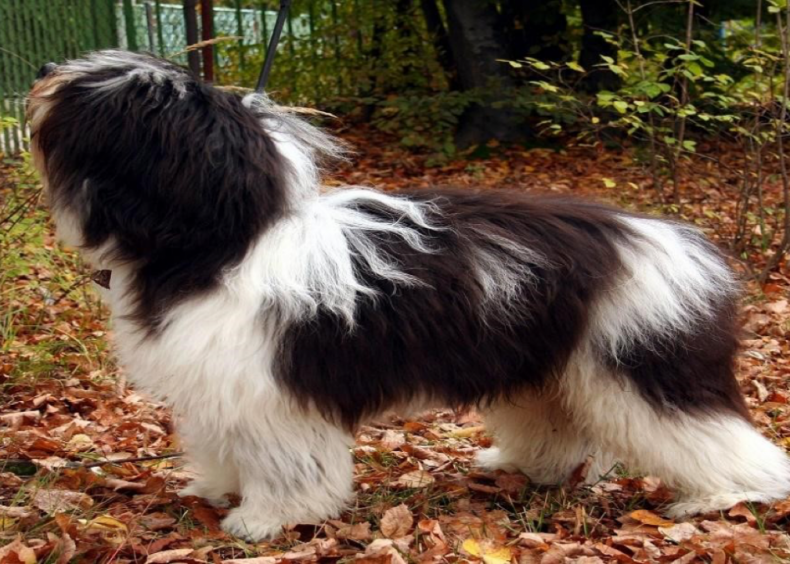 #21. Polish lowland sheepdog