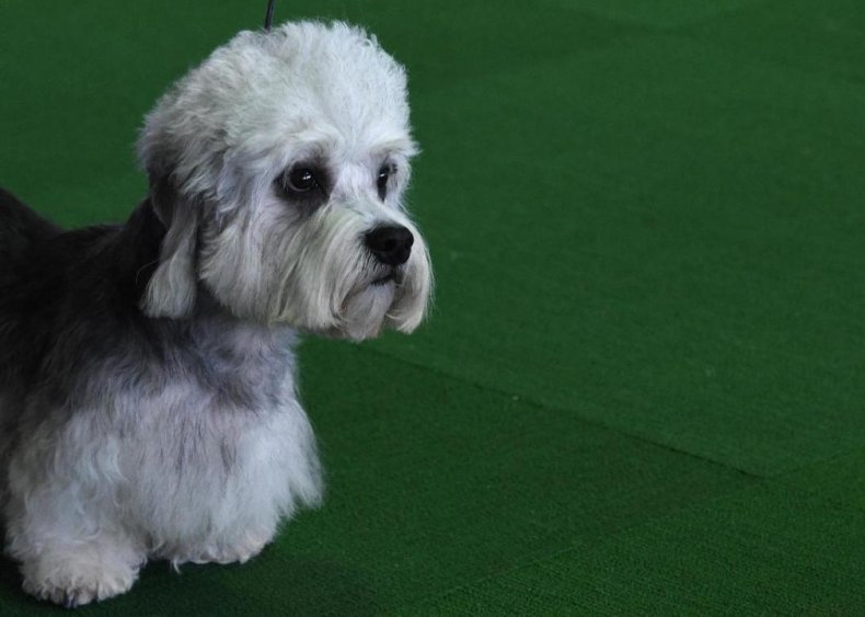 #20. Dandie dinmont terrier