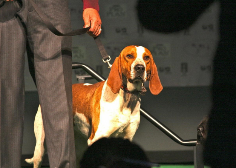 #19. American English coonhound