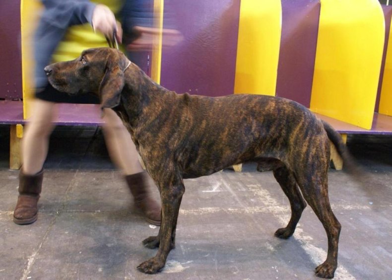 #17. Plott hound