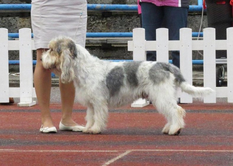 #16. Grand basset griffon vendeen