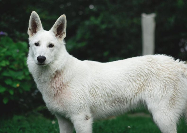 #15. Canaan dog