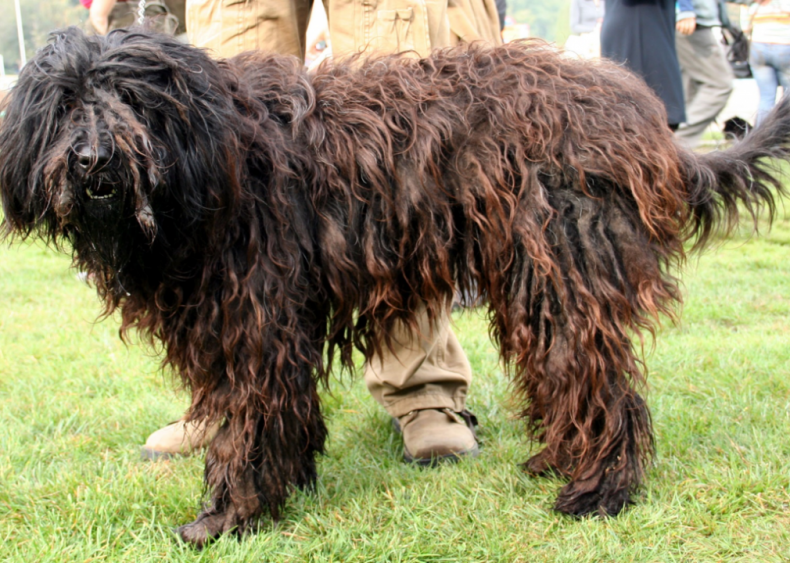 #14. Bergamasco sheepdog