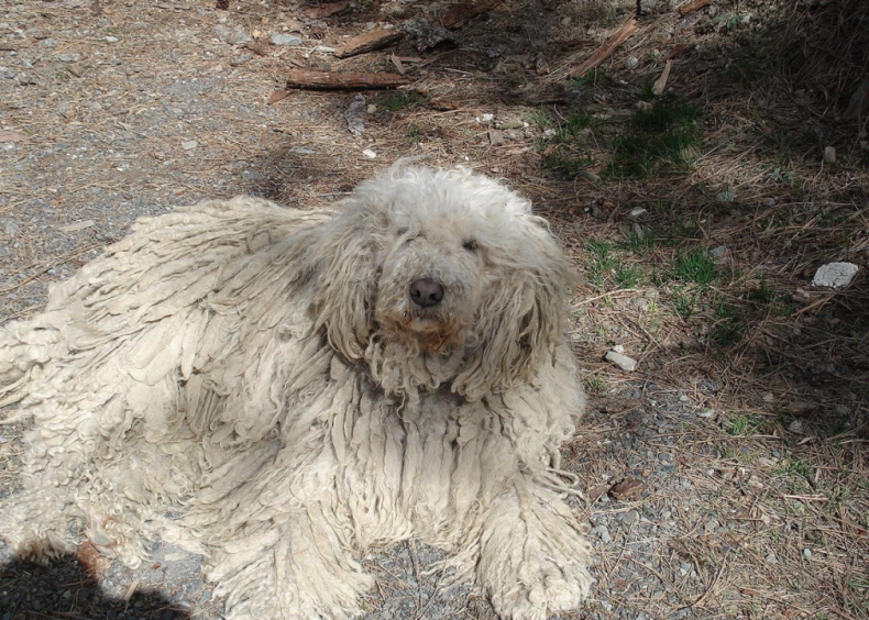 #13. Komondor
