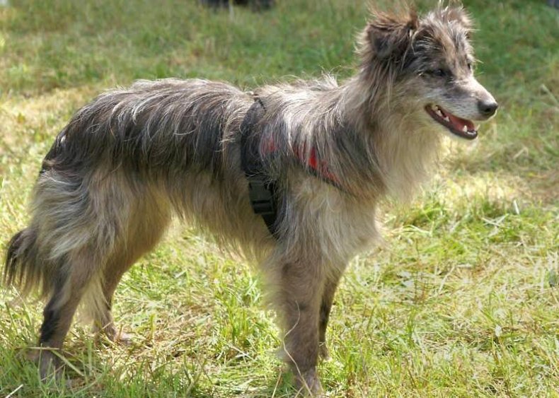 #12. Pyrenean shepherd