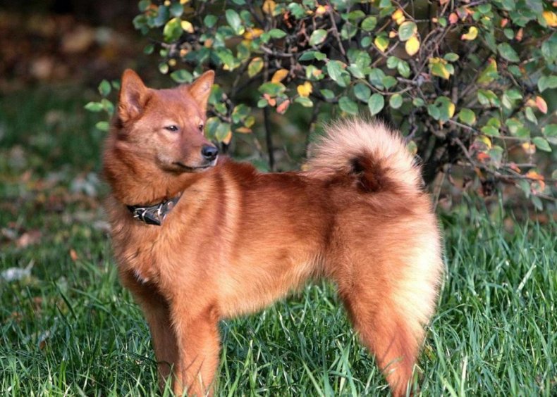 #11. Finnish spitz