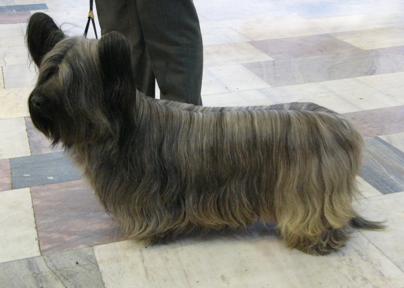 #7. Skye terrier