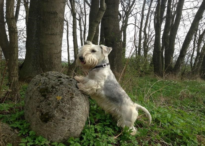 #6. Cesky terrier