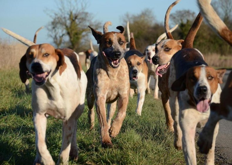 #5. American foxhound