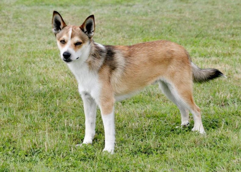 #2. Norwegian lundehund