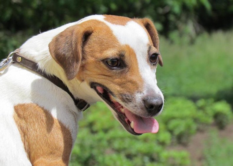 #1. English foxhound