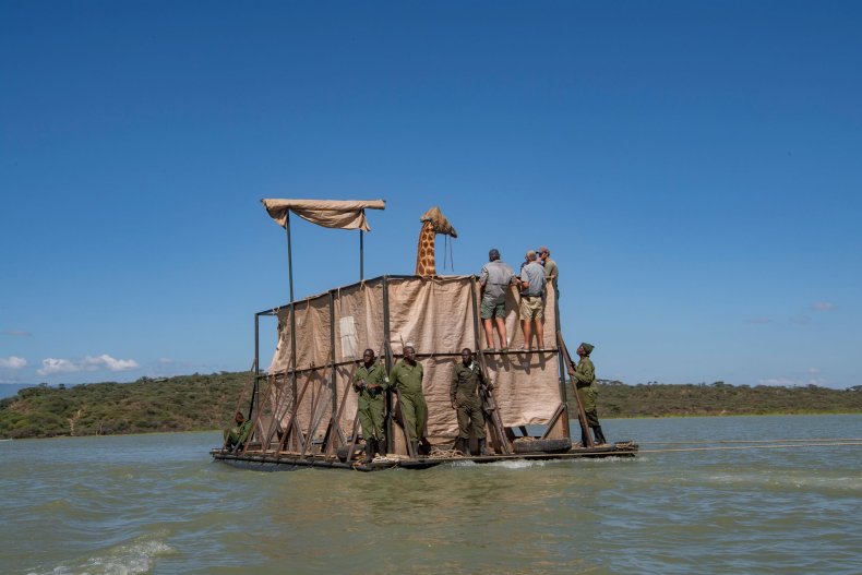 giraffe rescue