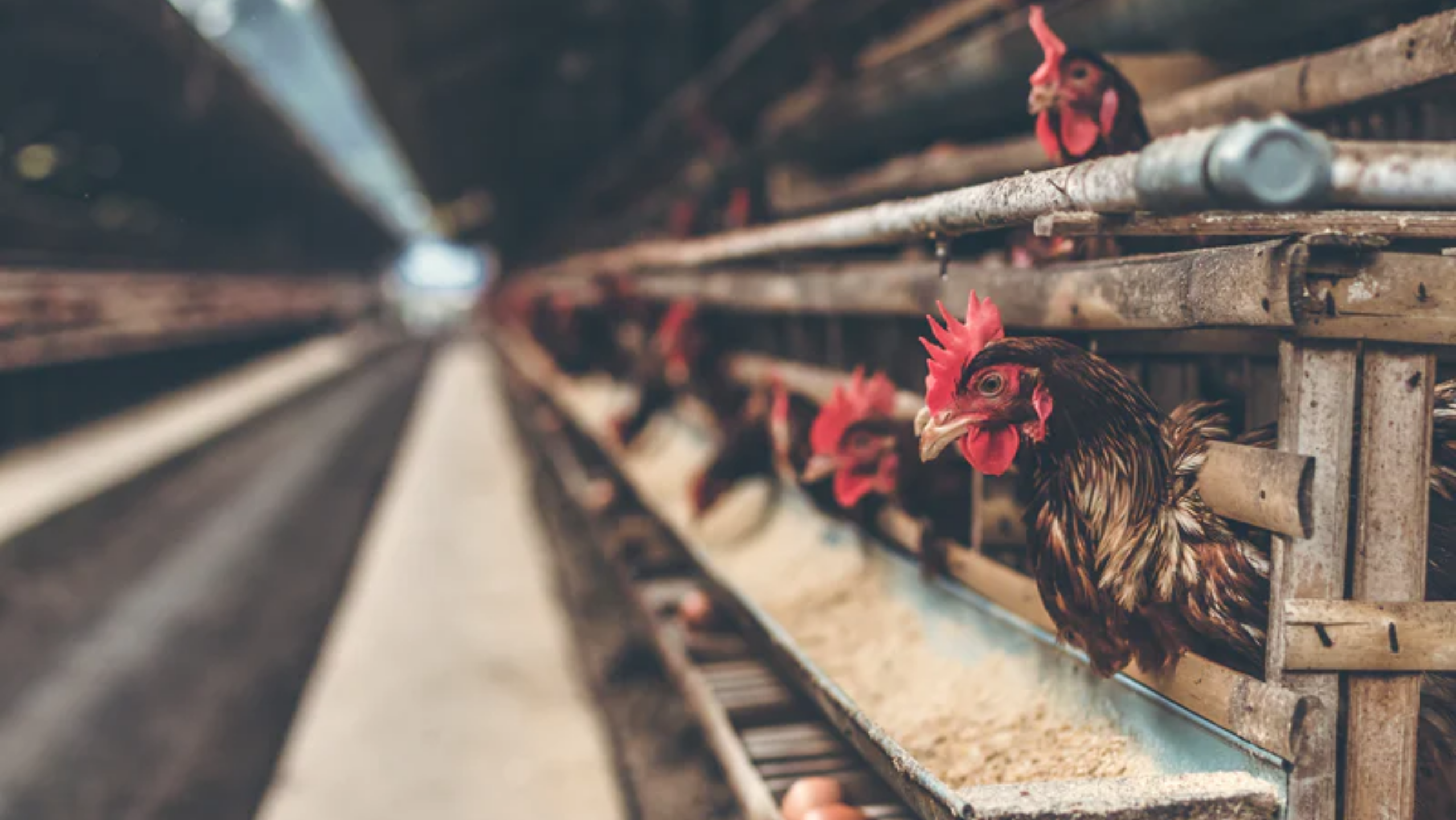 Chicken Farm: Why Are Chickens Farmed and How Bad Is It?