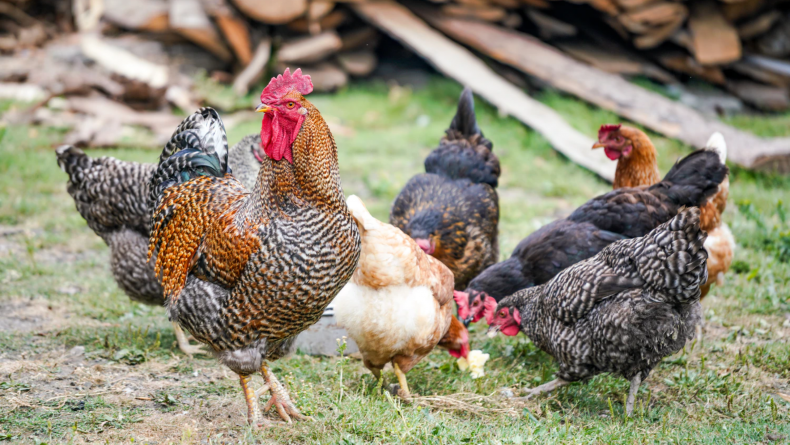Sustainable Farming