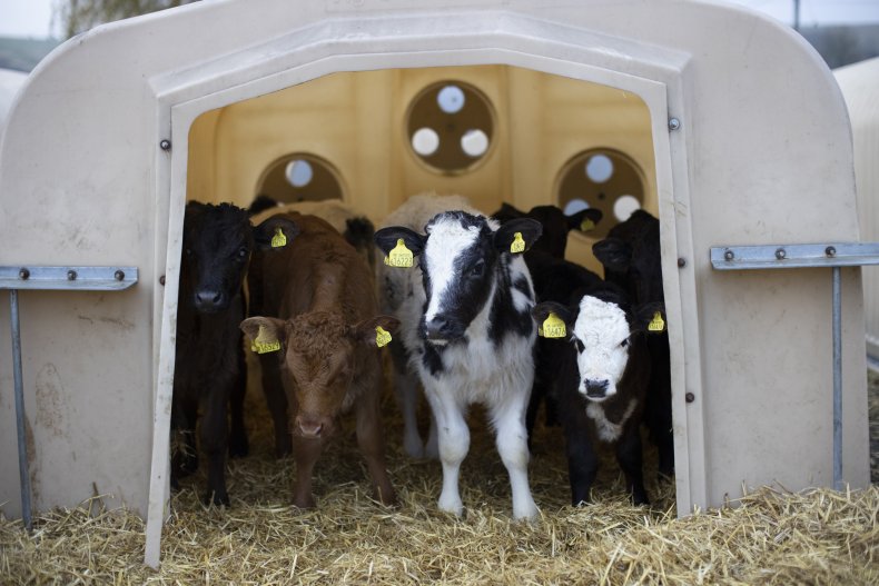 Young heifers at PHR Farm in Ashford