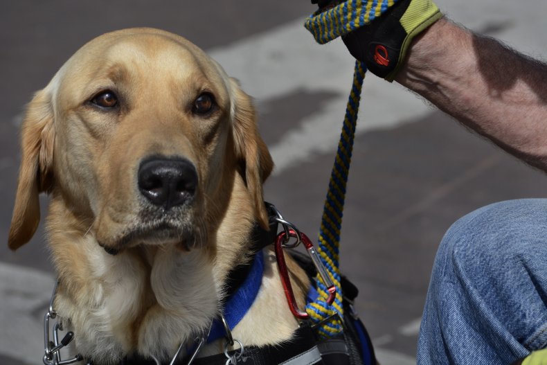 Service dog